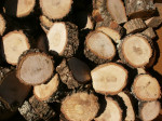 rondelles de bois Ø 15 < à  >20 cm